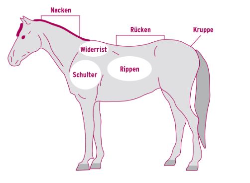 Pferd Mit Gewichten Trainieren