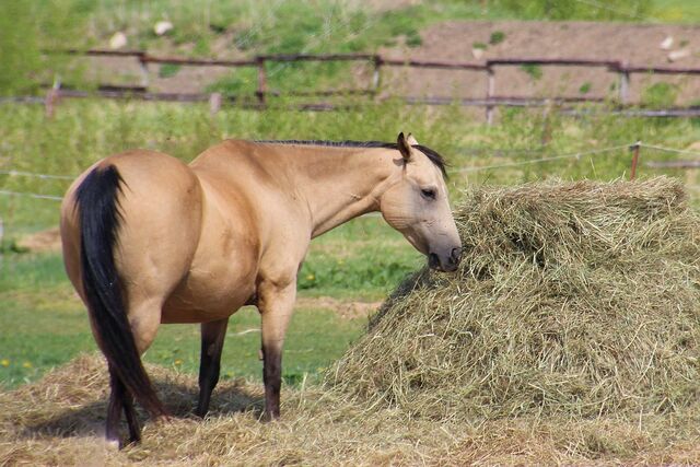 Fütterung und Haltung von trächtigen Pferden – Pavo Ratgeber