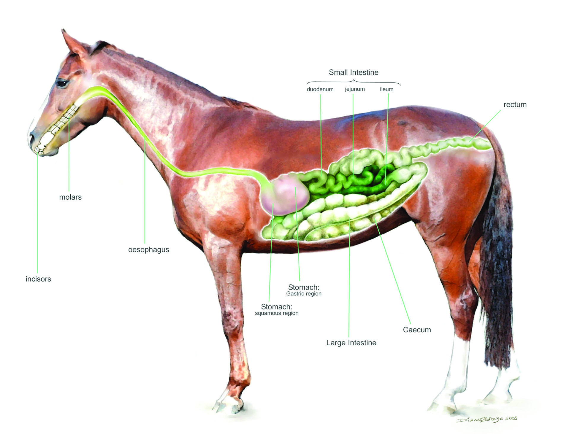 Productie slim Landelijk Spijsvertering paard ondersteunen | Pavo geeft advies | Pavo