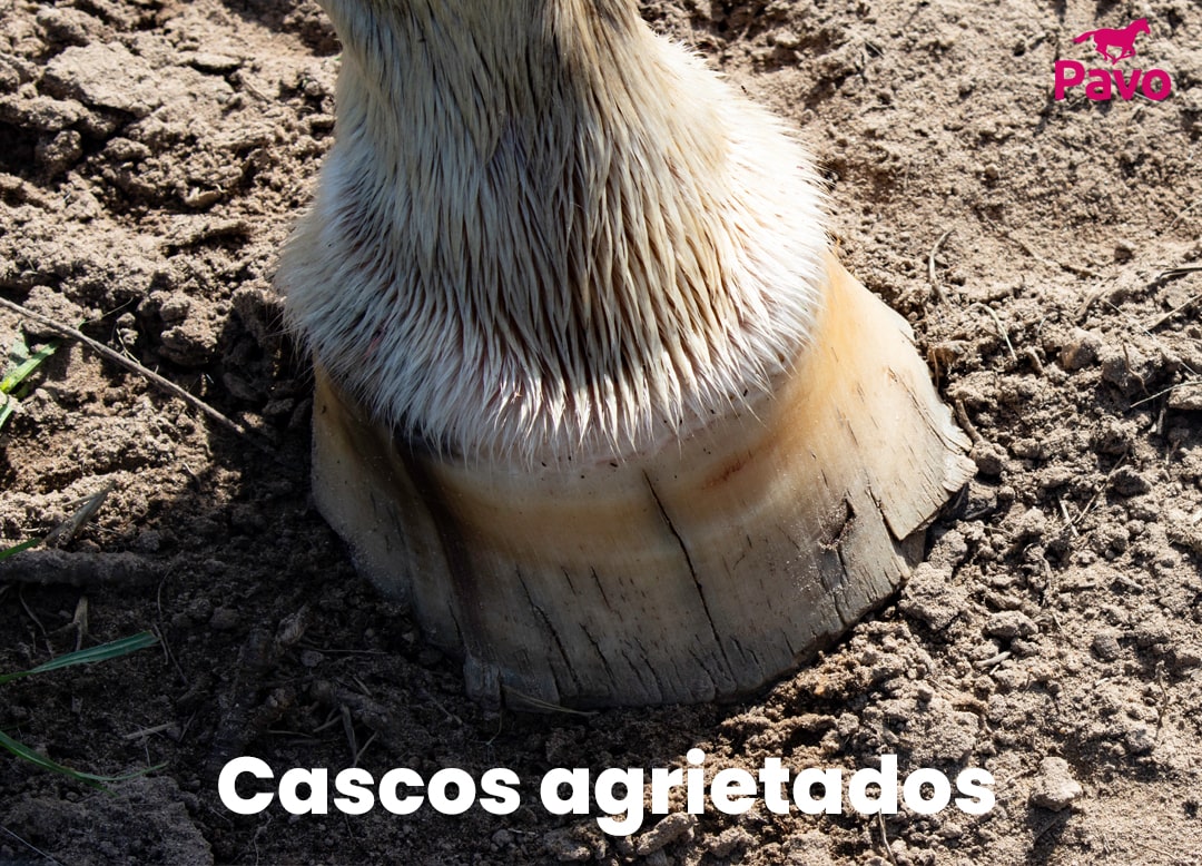 Cascos de caballo agrietados