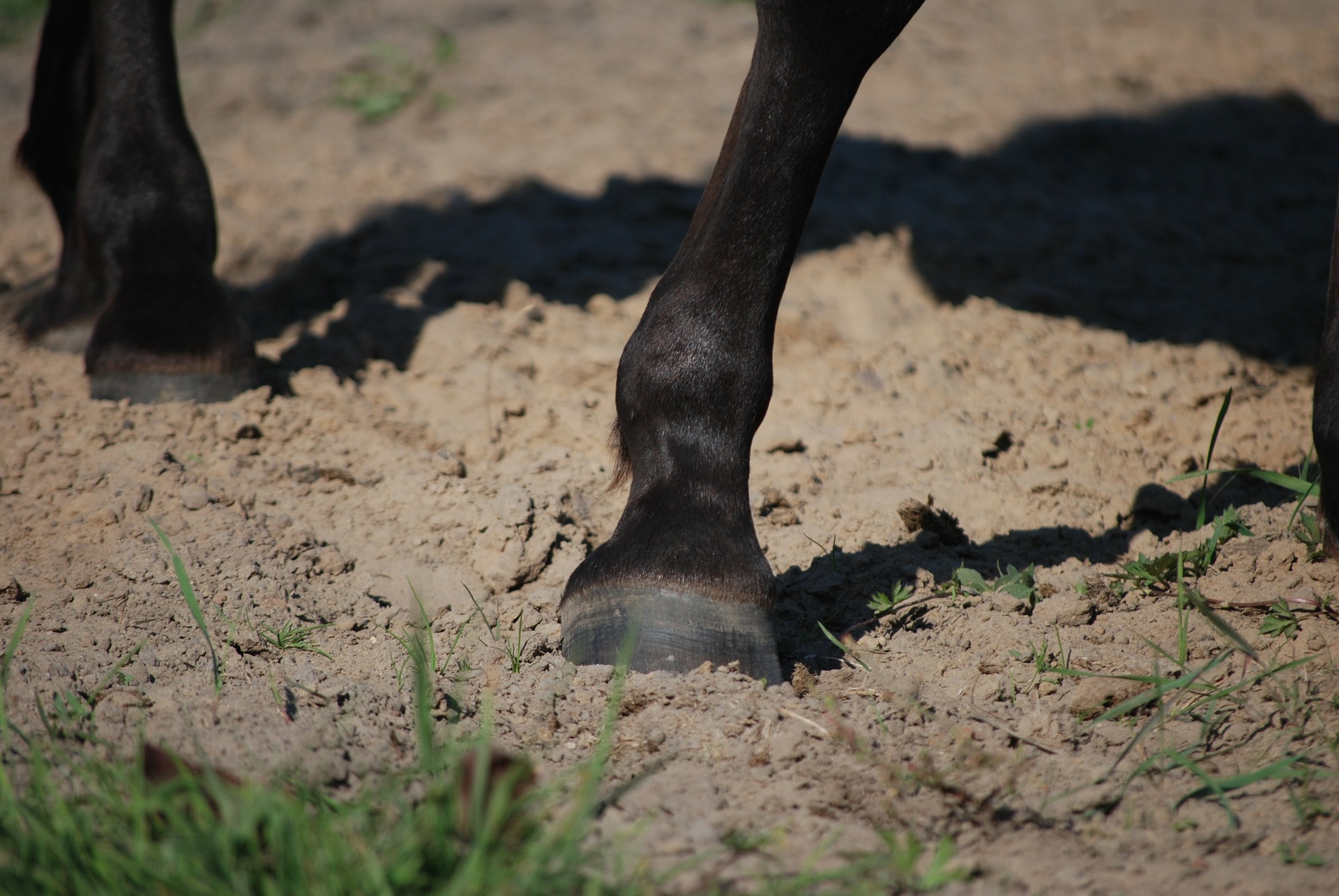 Reiten von Arthrose Pferden – Pavo Ratgeber