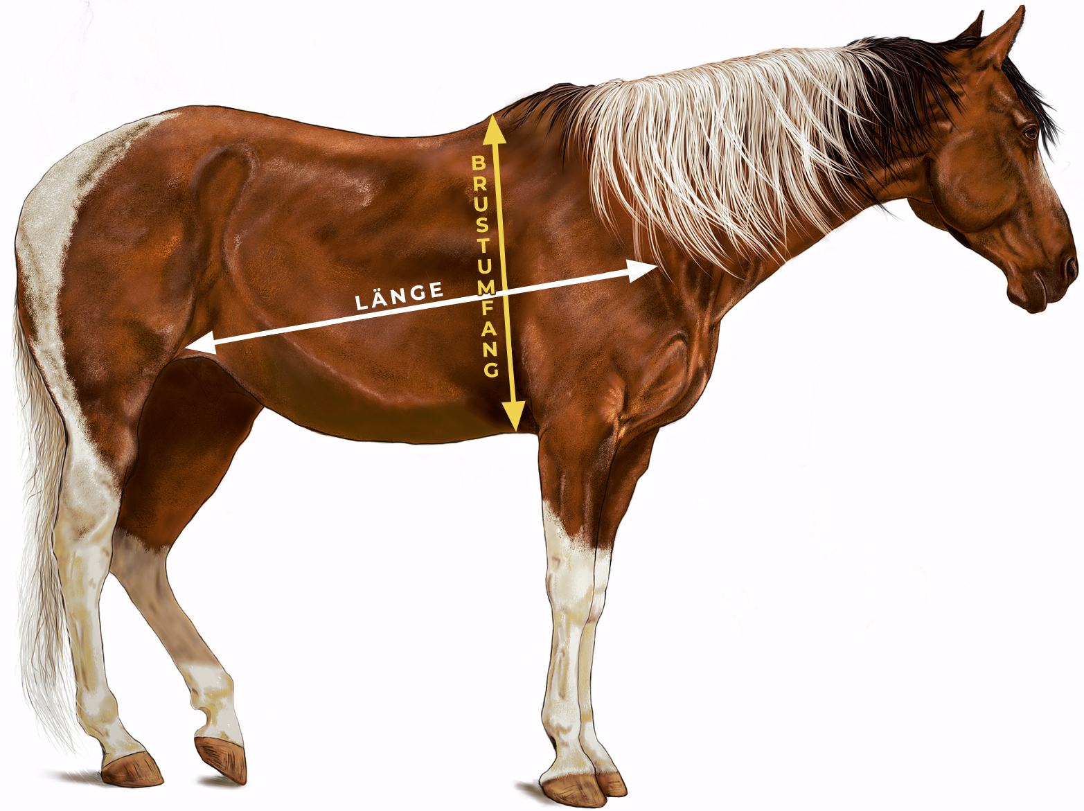 Mustang Pferd Gewicht