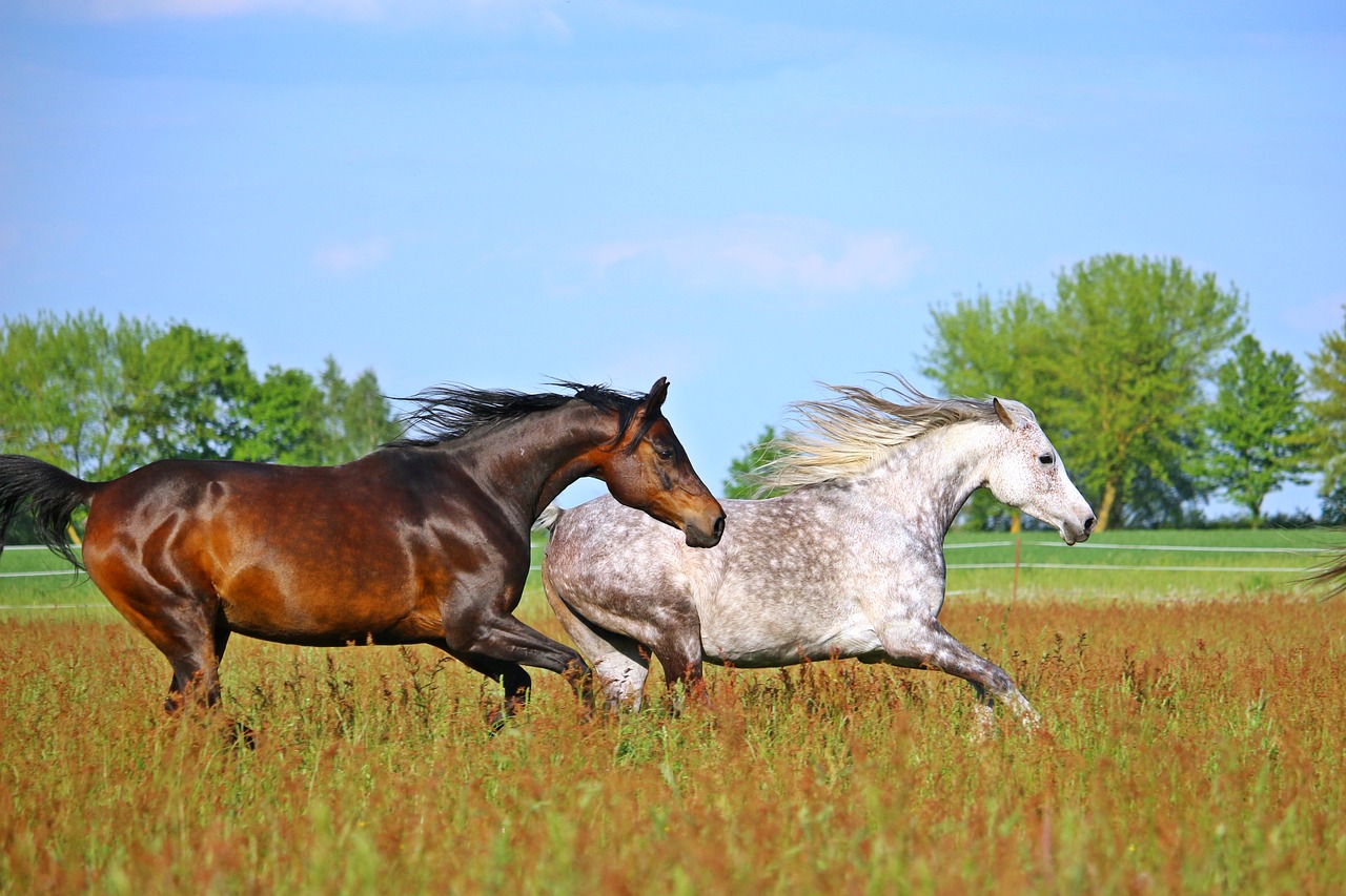 Warum Pferde mit dem Futter Eiweiß aufnehmen müssen