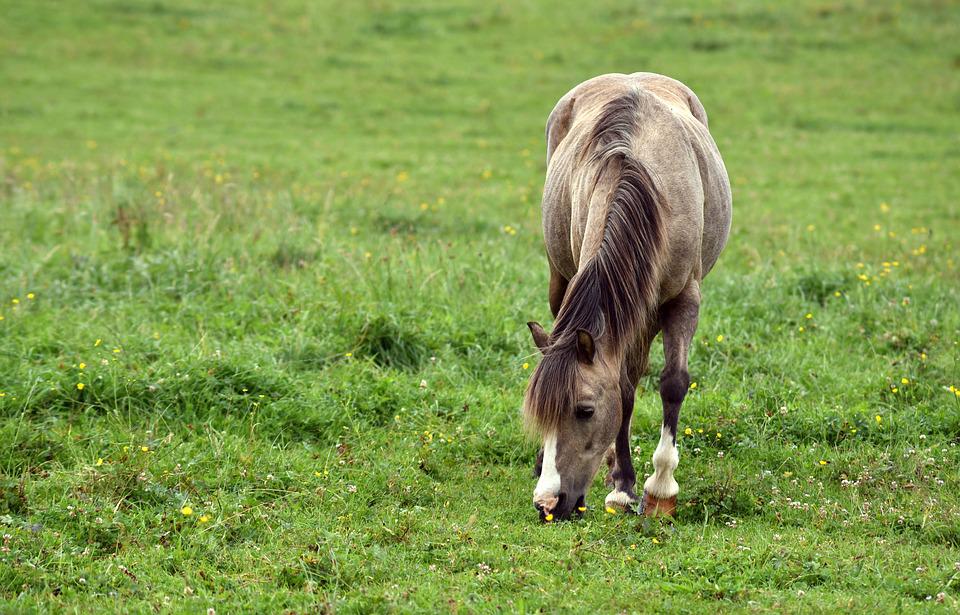 Was du über Fruktan im Gras für Pferde wissen solltest | Pavo