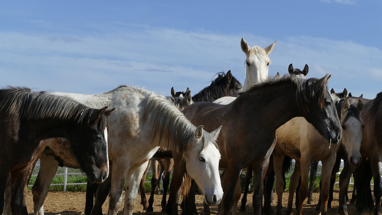 Fütterungstipps gegen Sand und Kot fressen bei Pferden – Pavo Ratgeber