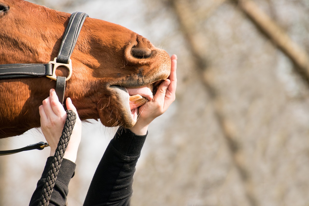 Zahnproblemen bei Pferden durch Kontrollen vorbeugen
