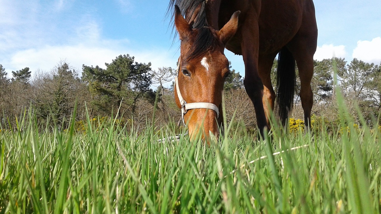Zuckergehalt in Gras für Pferde