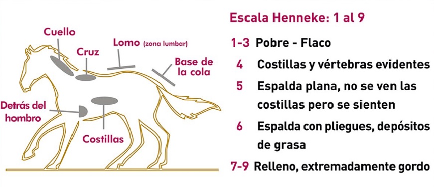 Escala Henneke: 1 al 9